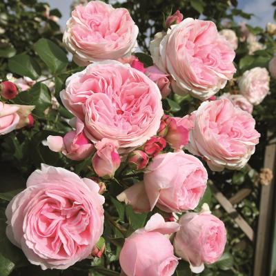 Rosa 'Pierre de Ronsard' ®