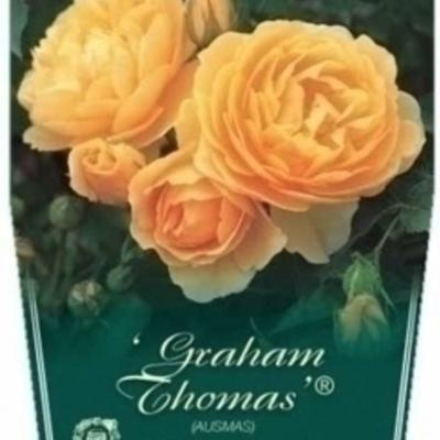 Rosa 'Graham Thomas' ®