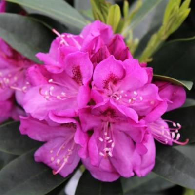 Rhododendron (T) 'Anna Krushka'