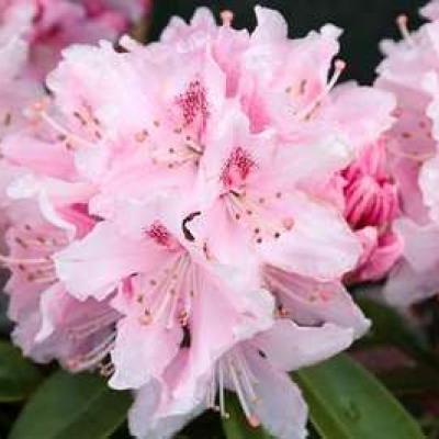 Rhododendron (T) 'Alb. Schweitzer'