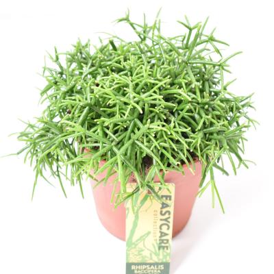 Rhipsalis baccifera 'Oasis'
