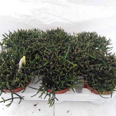 Rhipsalis burchellii