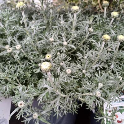 Rhodanthemum hos. 'Casablanca'