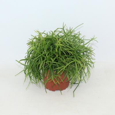 Rhipsalis cassutha 'Oasis'