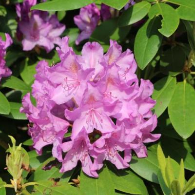 Rhododendron (T) 'Cataw. Boursault'