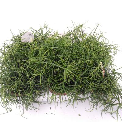 Rhipsalis cassutha 'Cassutha'