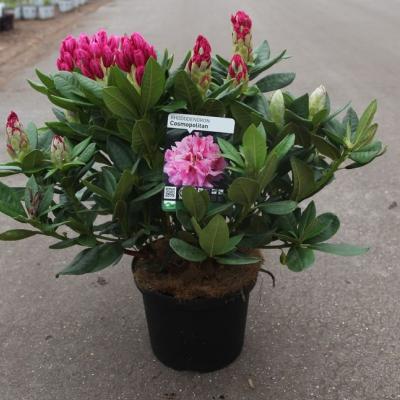 Rhododendron 'Cosmopolitan'