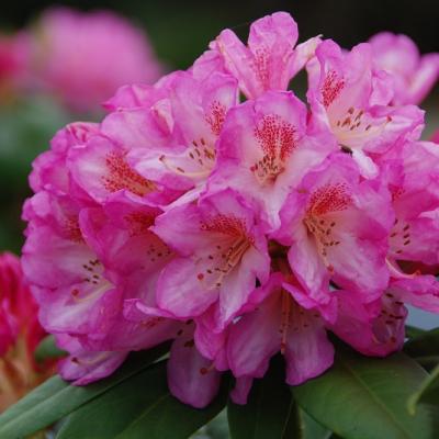 Rhododendron (T) 'Eucharitis'