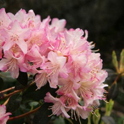 Rhododendron 'Ginny Gee'