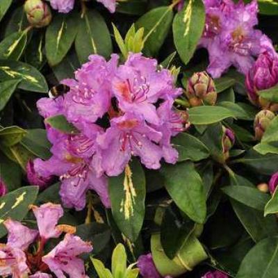 Rhododendron 'Goldflimmer'