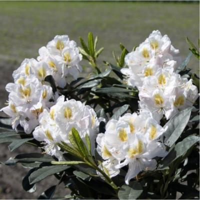 Rhododendron (T) 'Madame Masson'