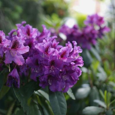 Rhododendron 'Marcel Menard'
