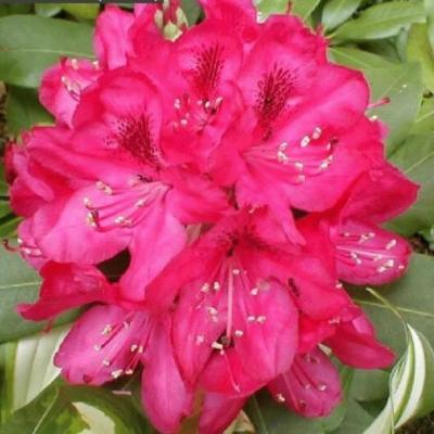 Rhododendron (T) 'Nova Zembla'
