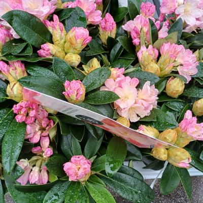 Rhododendron hybride -  Mix - kleurtonend