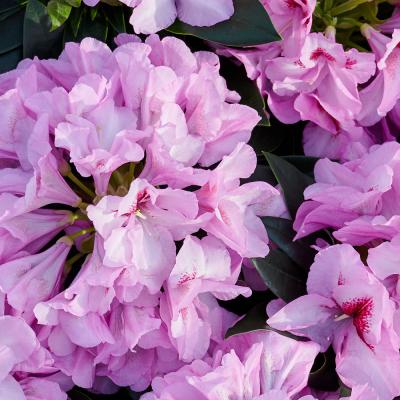 Rhododendron  'Hortinno Garden Lila'