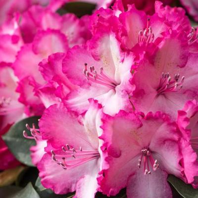 Rhododendron  'Hortinno Garden XXL'