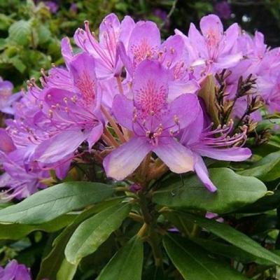 Rhododendron ponticum