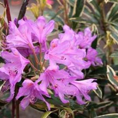 Rhododendron ponticum 'Variegatum'