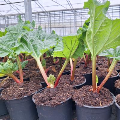 Rheum rhabarbarum 'Early Champagne'