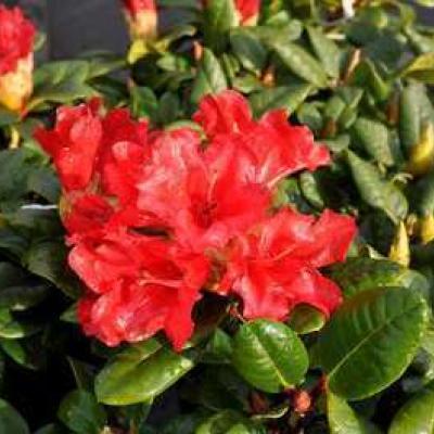 Rhododendron 'Scarlet Wonder'