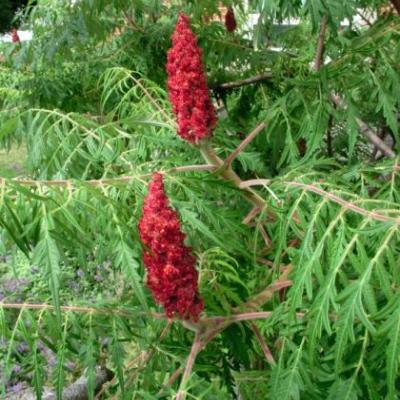 Rhus typhina 'Dissecta'