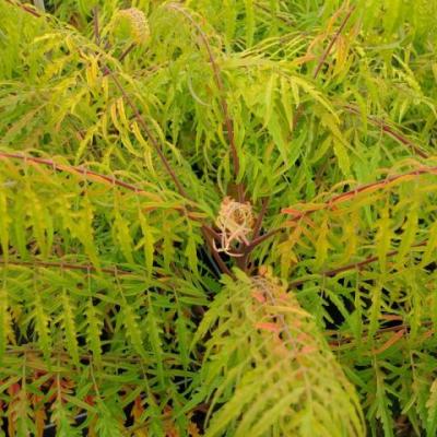 Rhus typhina 'Tiger Eyes' ®