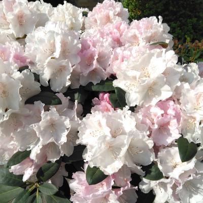 Rhododendron yak. 'Schneekrone'