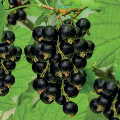 Ribes nig. 'Titania'