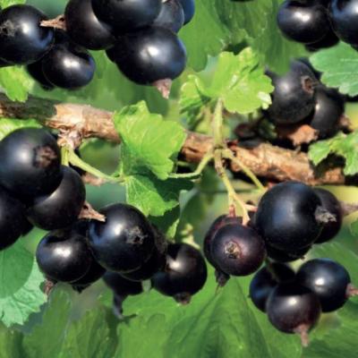 Ribes nigrum 'Wellington XXX'