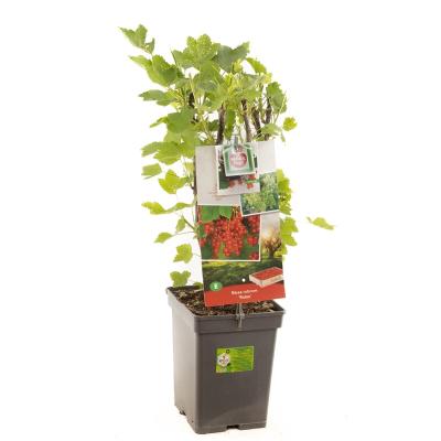 Ribes r. 'Rolan'