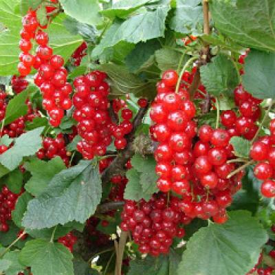 Ribes rubrum 'Rovada'
