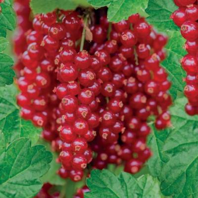 Ribes rubrum 'Rovada'
