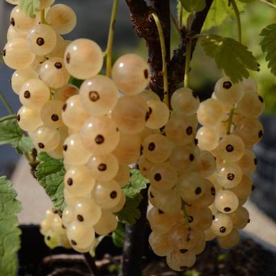 Ribes rubrum 'Zitavia'