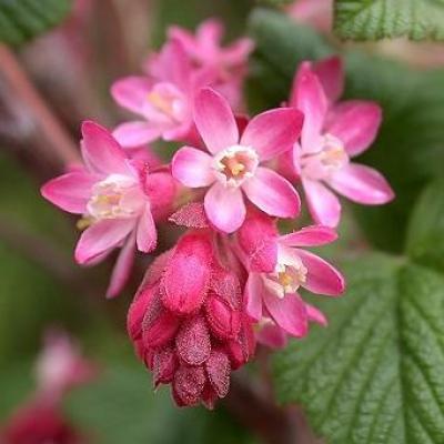 Ribes sanguineum