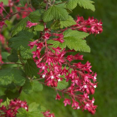 Ribes sang. 'King Edward VII'