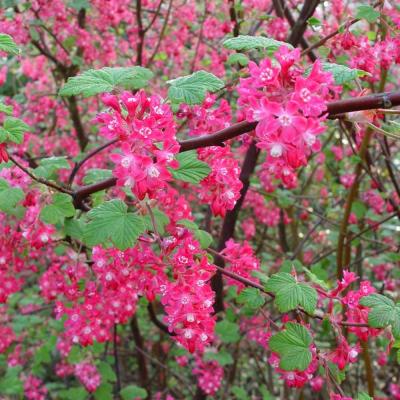 Ribes sang. 'Pulborough Scarlet'