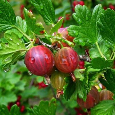 Ribes u.-c. 'Hinnonmäki Röd'