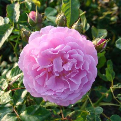 Rosa mosshata 'Lavender Lassie'