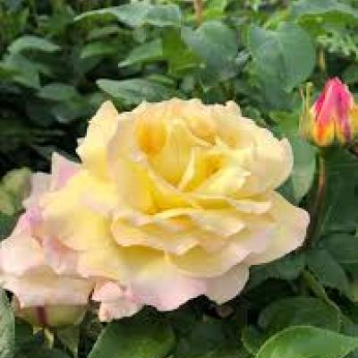 Rosa (TH) 'Mme Meilland'
