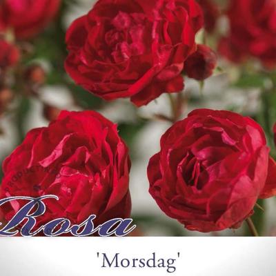 Rosa 'Morsdag'  rood-rouge