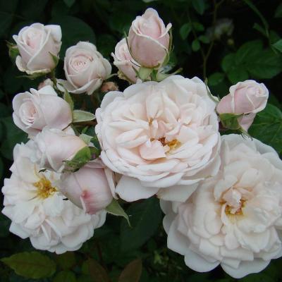 Rosa 'Marie Pavic'(P)