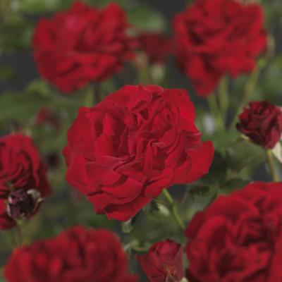 Rosa 'Nina Weibull' (F)