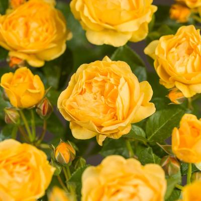 Rosa 'Absolutely Fabulous'®