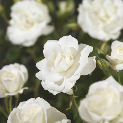 Rosa 'Alabaster'®