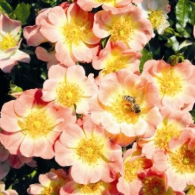 Rosa 'Bijenweelde'® Apricot