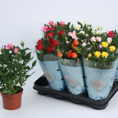 Rosa 'Beau Monde' mix