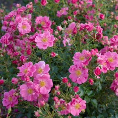 Rosa 'Bijenweelde'® Pink