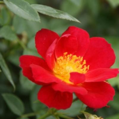 Rosa 'Bijenweelde'® Light Red