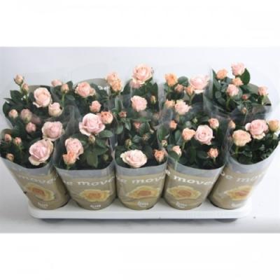 Rosa 'Beau Monde Artistique lichtroze'
