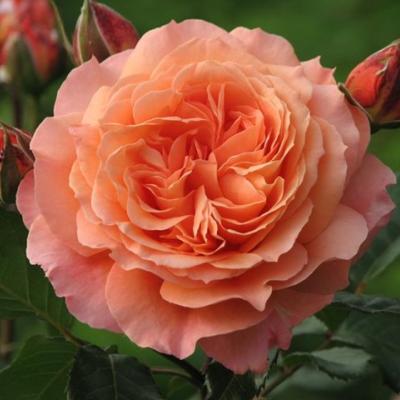 Rosa 'Bonita'(TM) Renaissance®